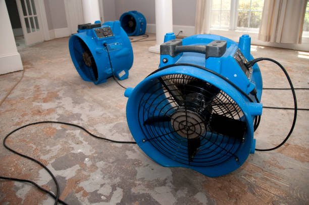 Best Mold removal after water damage  in USA